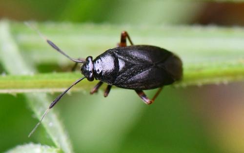 Capsus ater